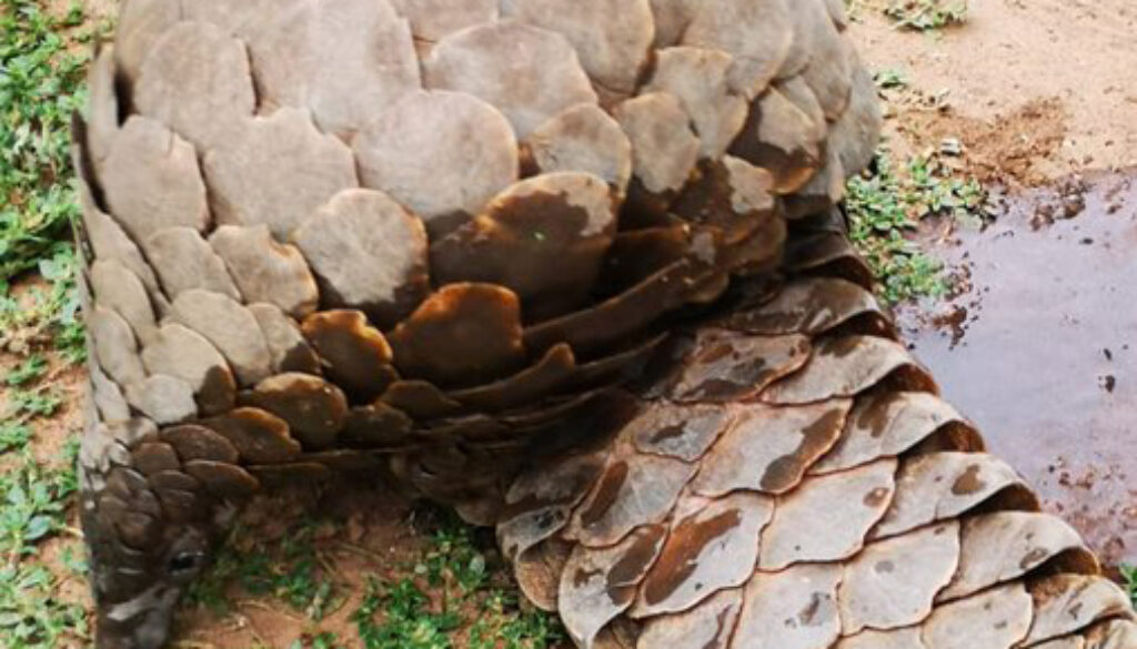 AG 9 2 The-female-pangolin-was-confiscated-from-the-poachers-and-given-water-immediately 2