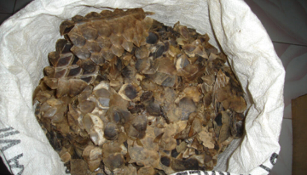 0210.pangolin.DSC01179.360
