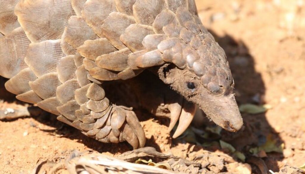AG 13 12 2018 pangolin-c-Steff-McWilliam-9
