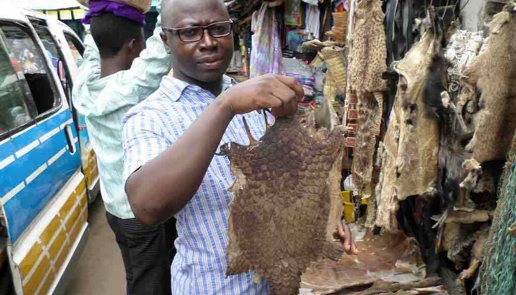 Pangolin in muthi market