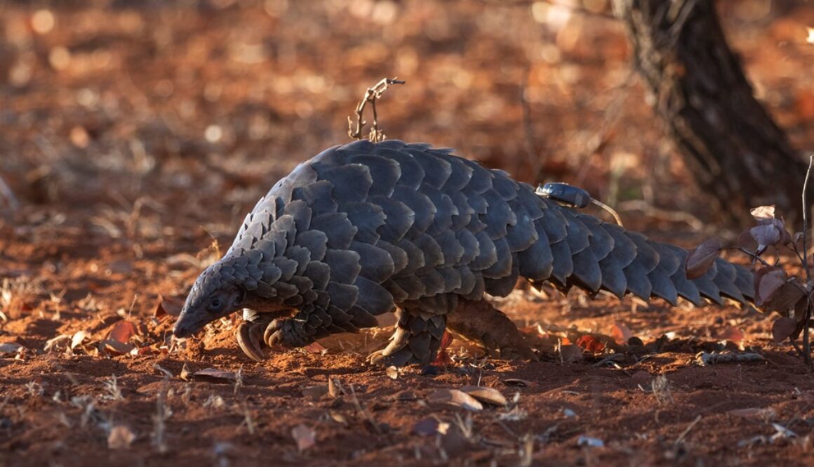 pangolin_with_telemetry_Safari_News_Francois_Meyer_APWG