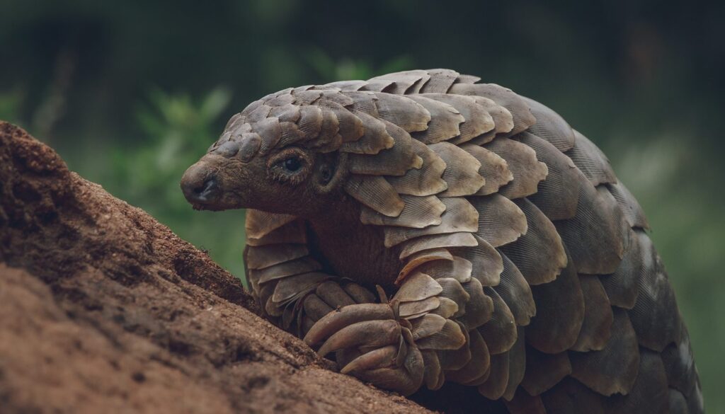 Saving SA pangolins feature