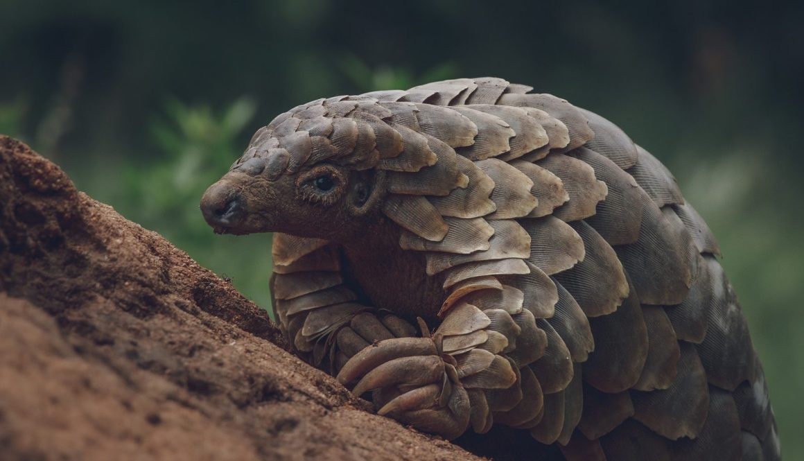 Saving SA pangolins feature
