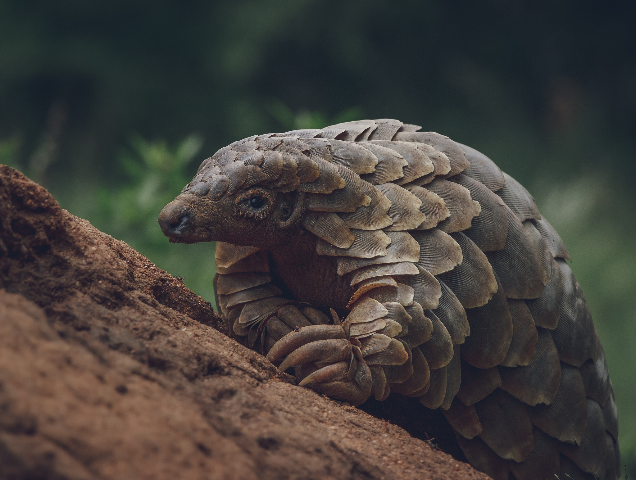 Saving SA pangolins feature