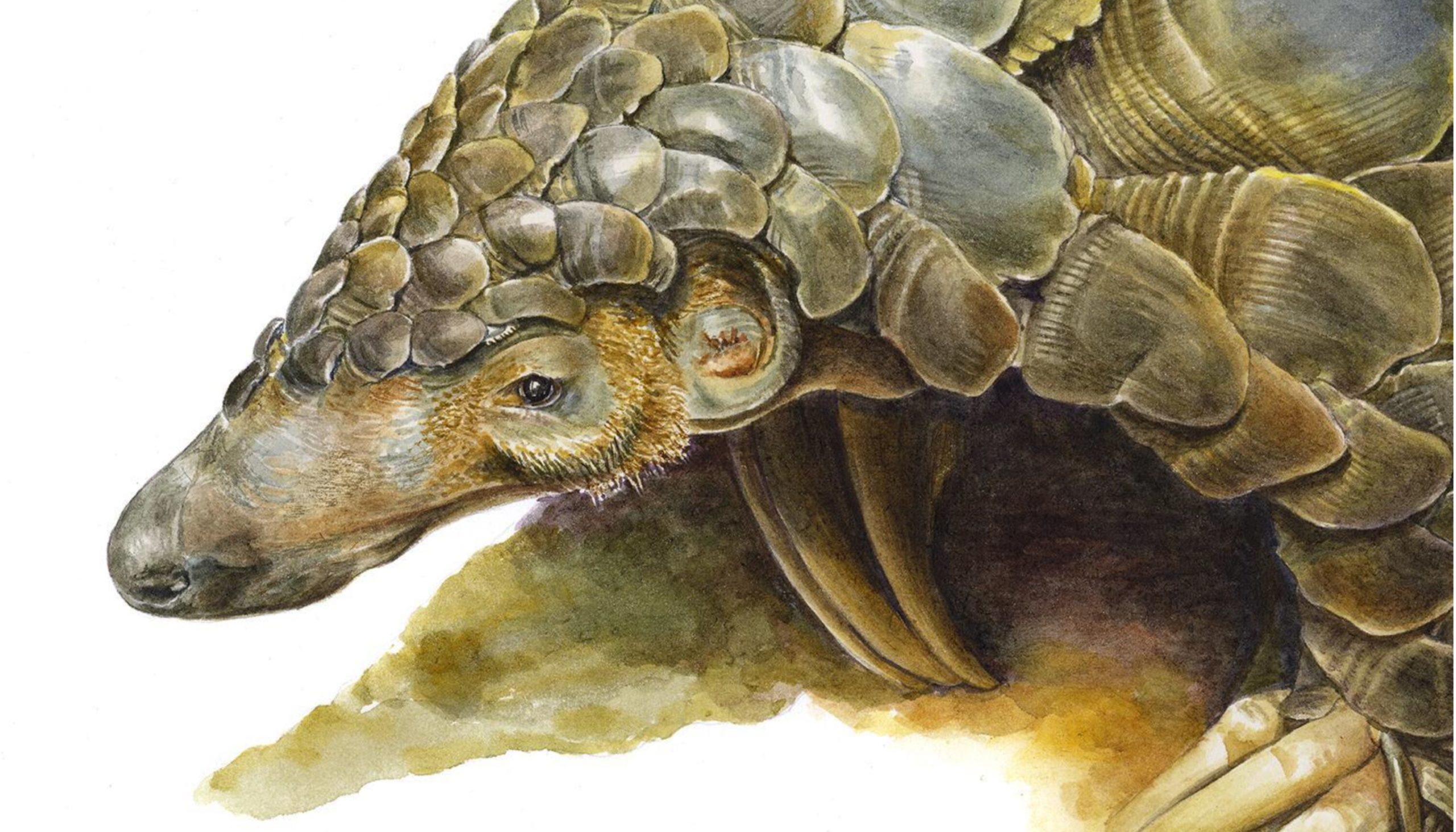 Temminks Ground Pangolin close up by Gillian Condy
