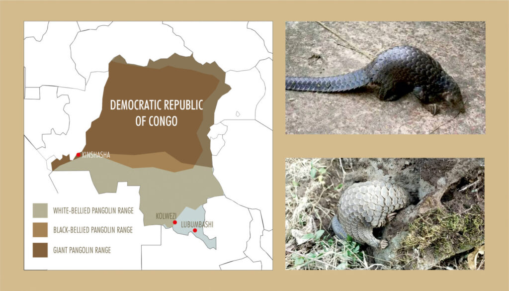 DRC FEATURED IMAGE